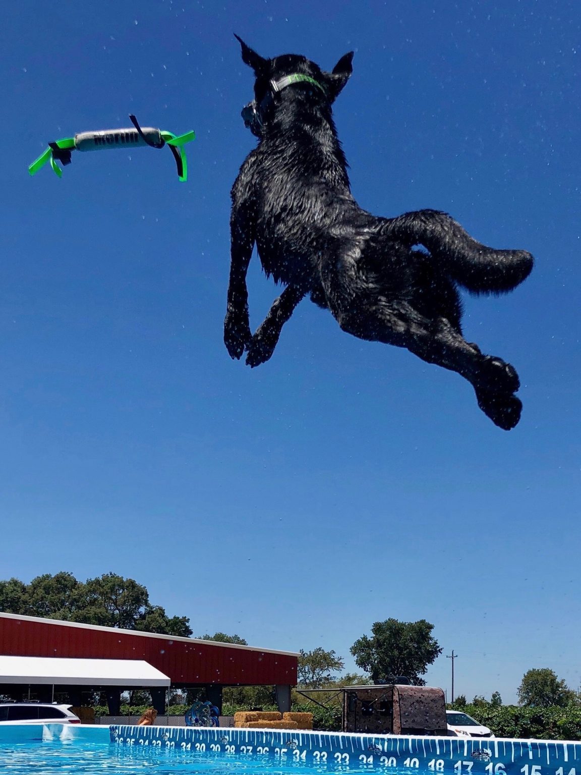Dock Diving All Dogs Sports Park, LLC