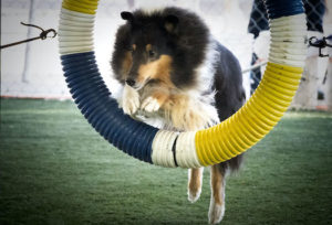 agility_0115 (525x350)