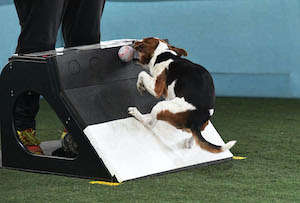 Flyball 1 (300x203)