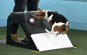 Flyball 2 (300x190)