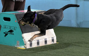 Flyball 3 (300x187)