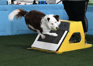 Flyball 4 (300x211)