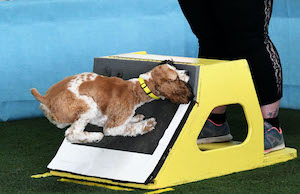 Flyball 5 (300x194)