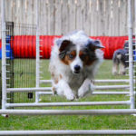 agility 3